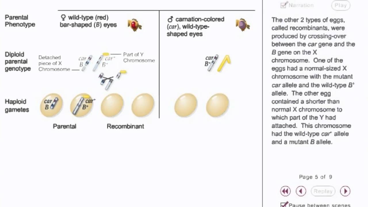 DNA Recombination Animation