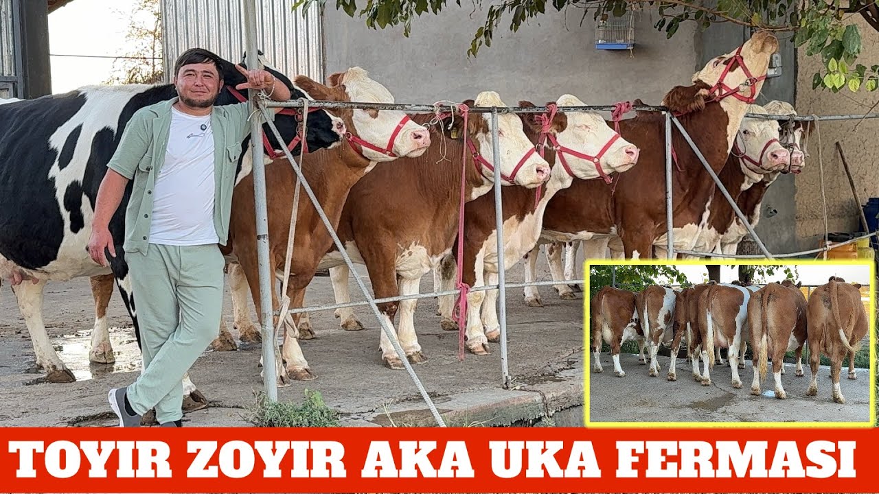 TOYIR ZOYIR FERMASI SIMENTAL SIGIRLAR NEMIS 33/63 Litr SUT BERVOTGANLARI BOR SOTILADI
