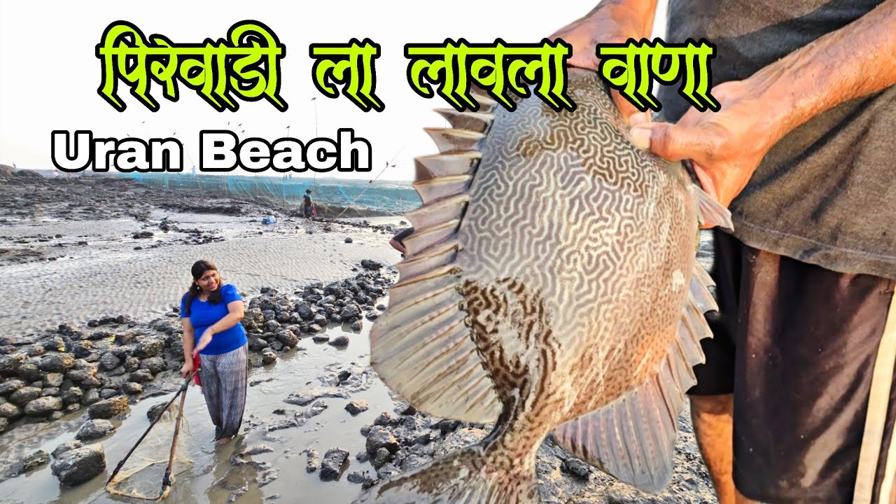 पिरवाडी (उरण) च्या खडकात लावला वाणा | पारंपरिक वाणा मासेमारी | Mullets | Vana FISHING | Big Size Net