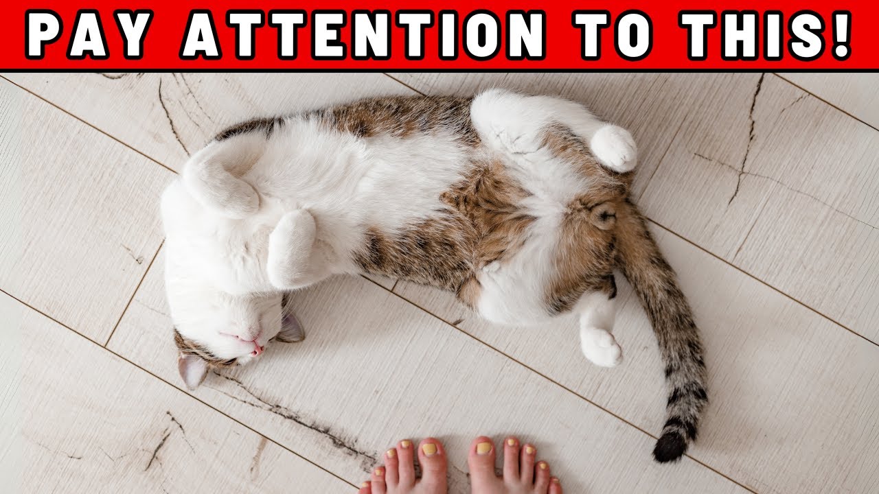 Если ваша кошка ложится перед вами, вот что она пытается вам сказать