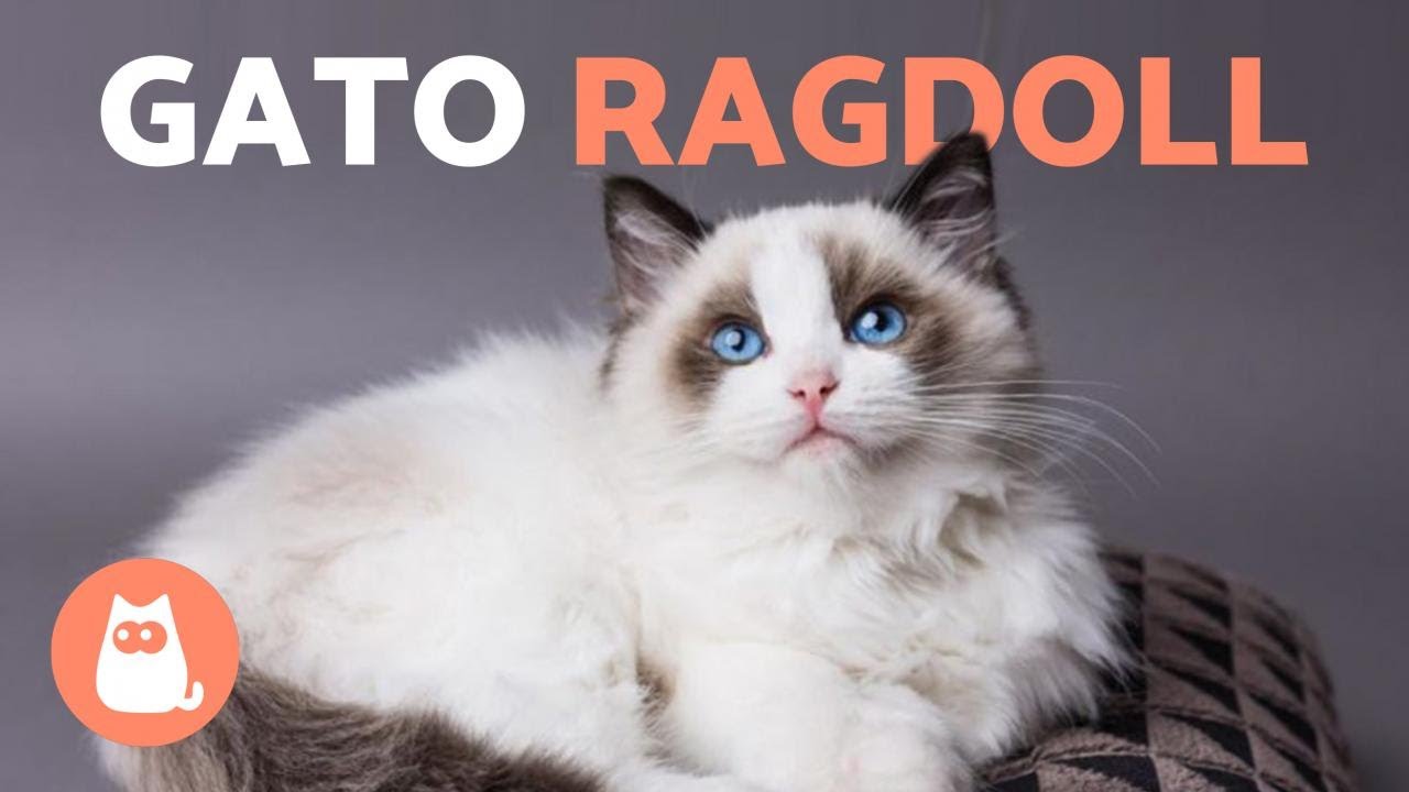 RAZA de GATO RAGDOLL 🐱 (Características, Cuidados y Origen)