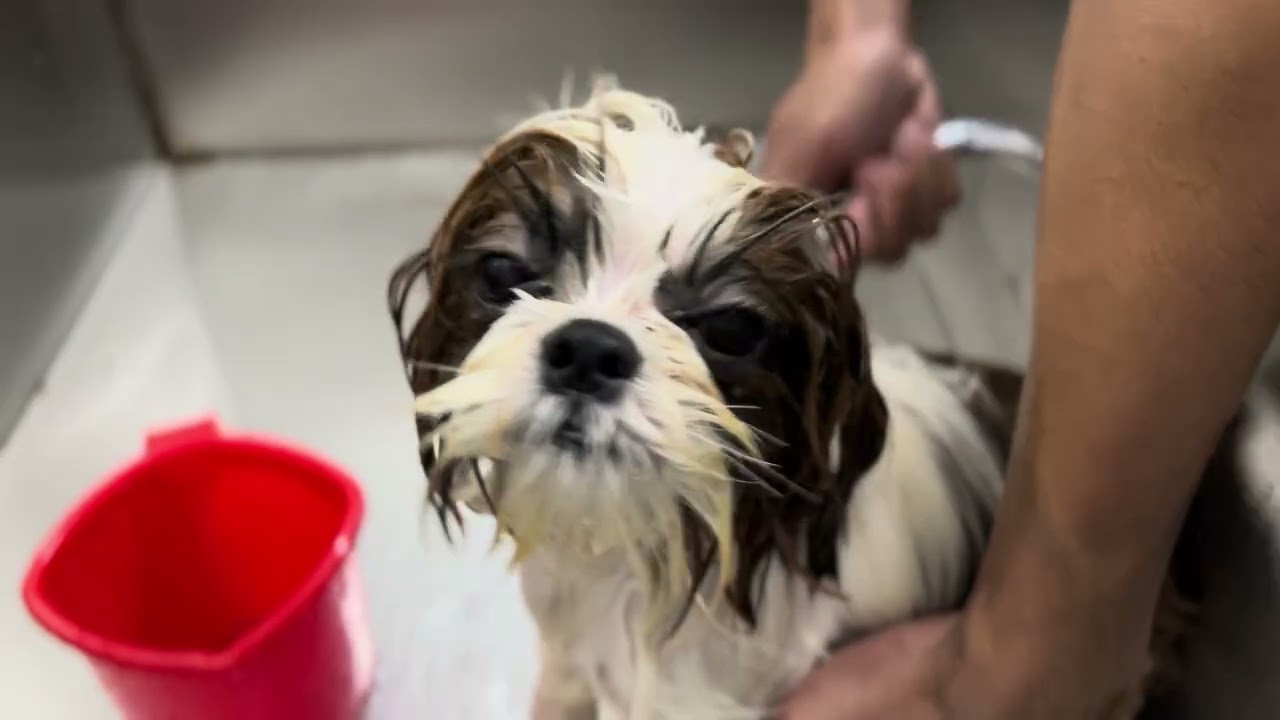“Meet the Cutest Shih Tzu Ever! 💕”
