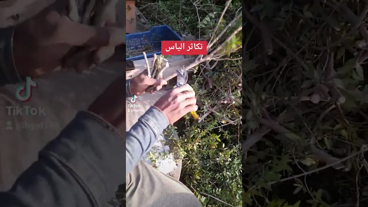 تكاثر الياس