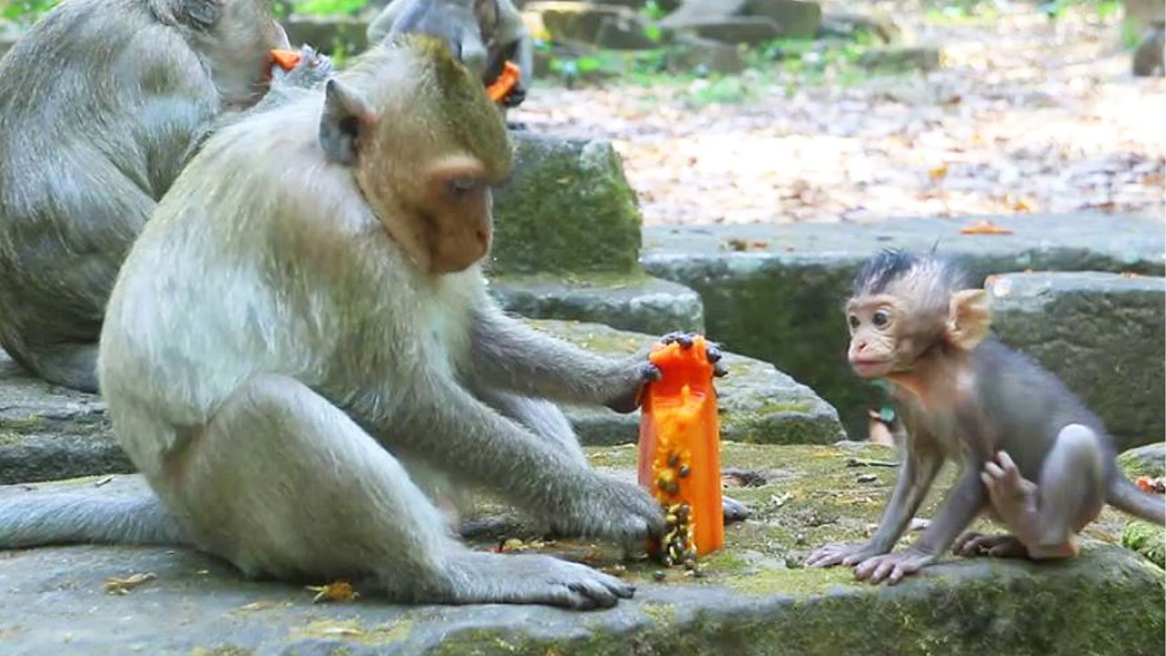 after Long Walk With  April then Amaya Teach Avery little To Eat Papaya  Mar17, 2026/Vs.6k209.Ambers