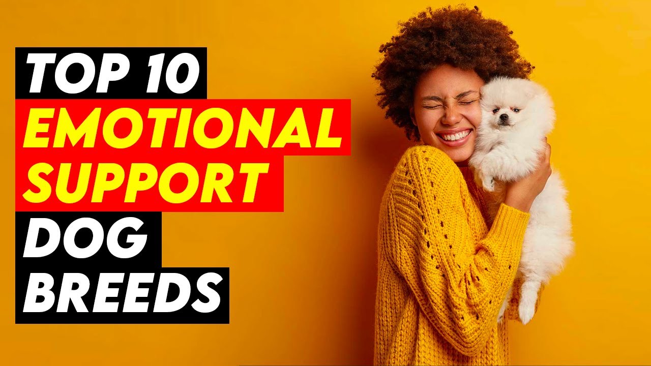 Top 10 Emotional Support Dog Breeds You Need