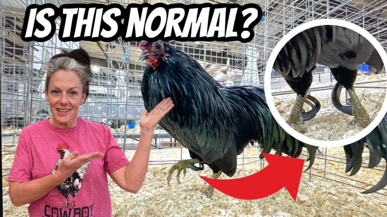 Jaw-Dropping Rare Chickens!
