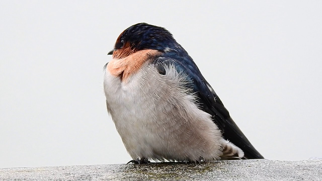 洋燕  Pacific Swallow  30/AUG/2018