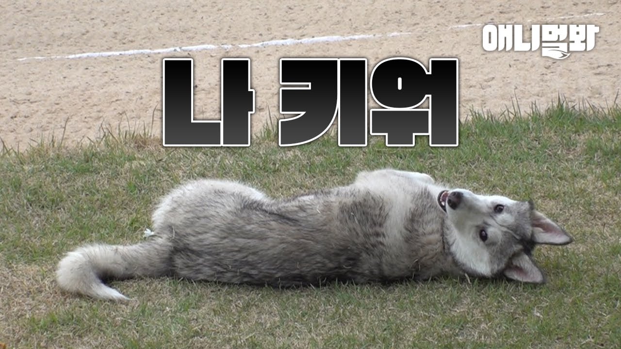 이 놈 숙희.. 어디서 온 허숙희인지 모르겠습니다ㅣA Stray Husky Invaded My Yard