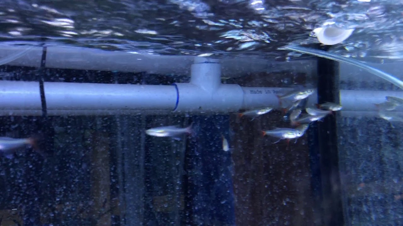 Glass Bloodfin Tetra (Prionobrama filigera) For Sale