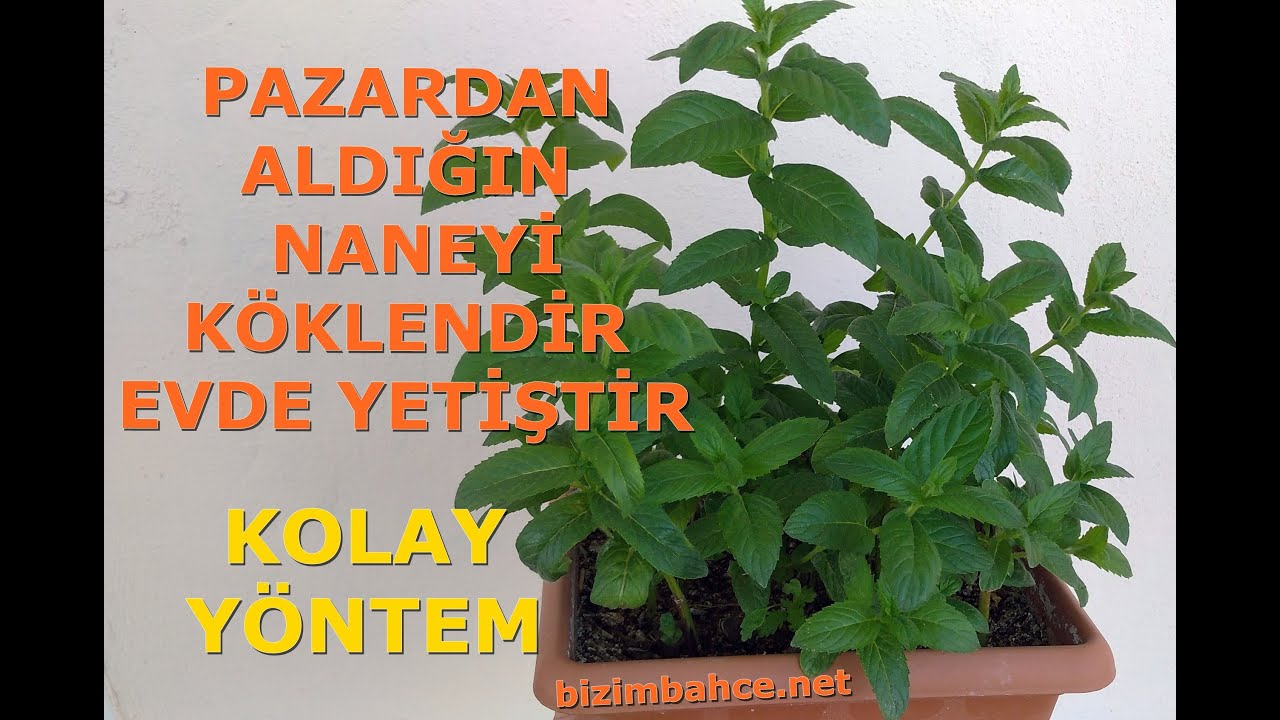 Nane nasıl ekilir? Nane köklendirme! (NANE NASIL YETİŞTİRİLİR) How to Grow Mint at Home Fast