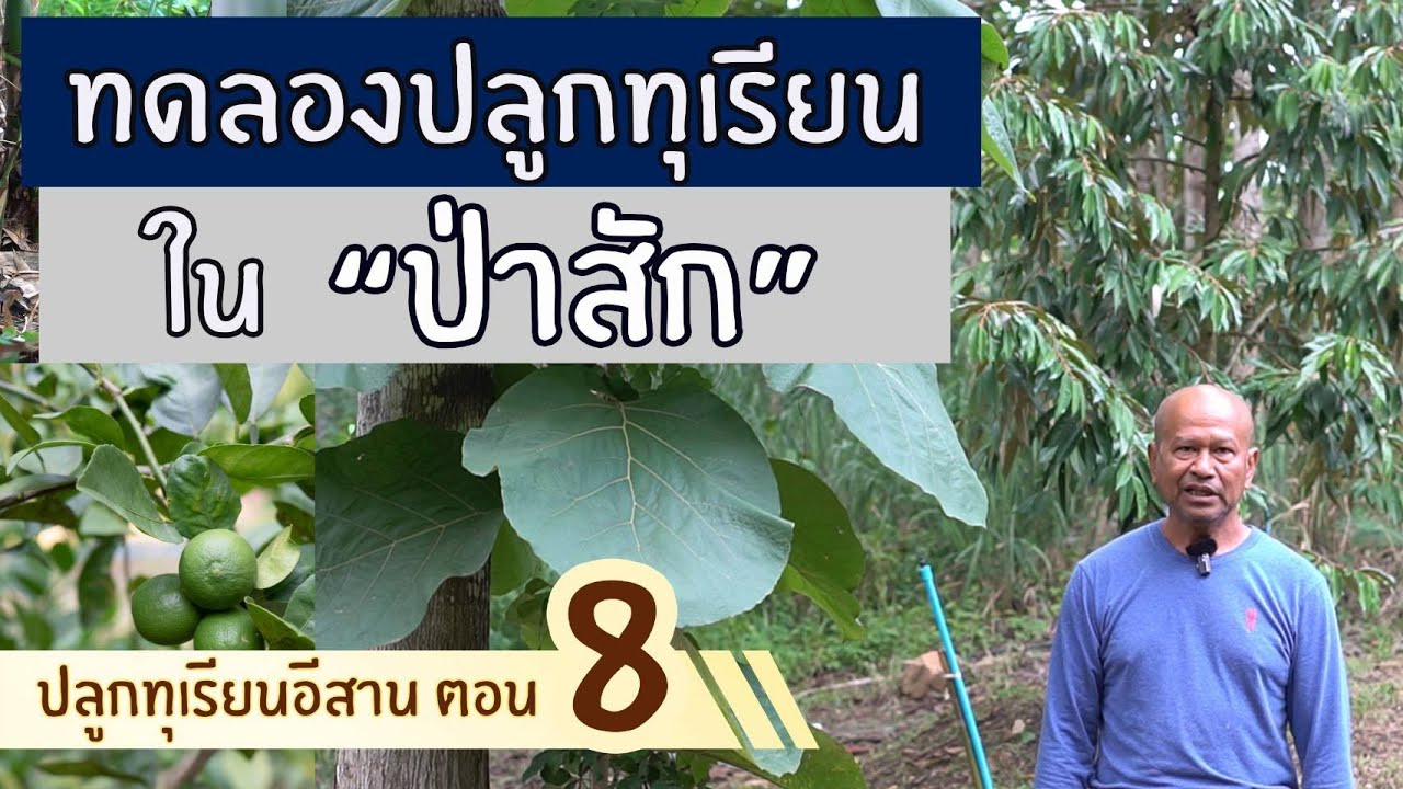 สวนตาก้าน ('67)  ปลูกทุเรียน..ในป่าสัก| ปลูกทุเรียนอีสาน ตอน 8