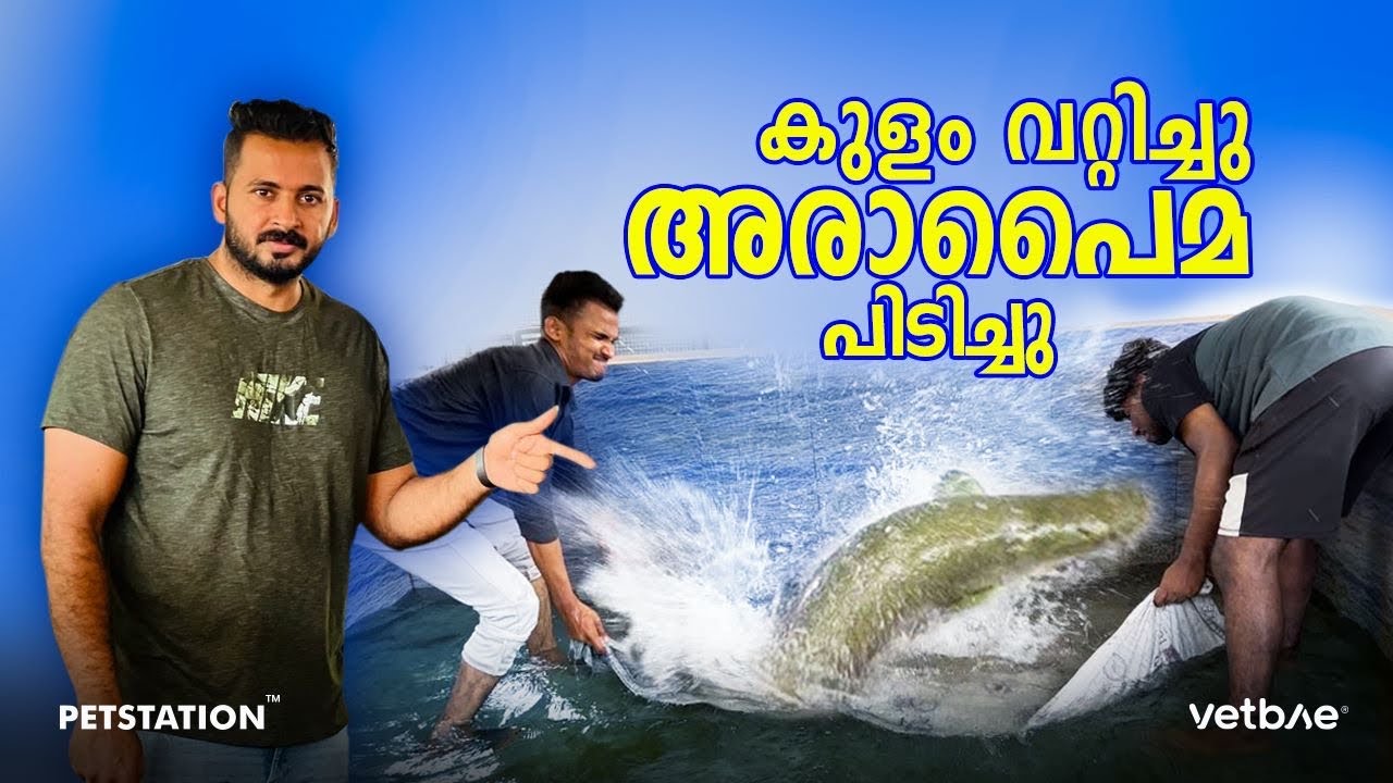 Arapaima hunting.. ഏറ്റവും വലിയ ശുദ്ധജലമത്സ്യത്തിനെ പിടിച്ച്‌ കൊണ്ടുവന്നു. രണ്ട്‌ അരാപൈമ കൂടി വന്നു.