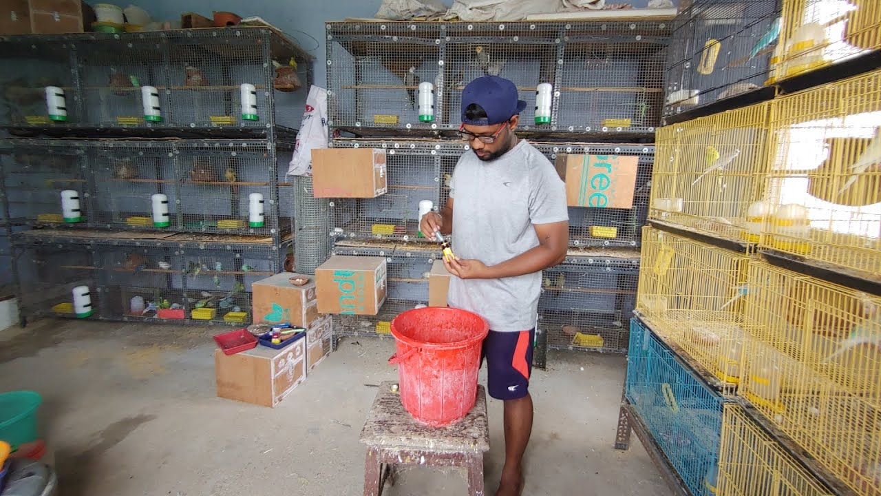 Deworming My All Breeding Birds |பறவைகள் குடற்புழு நீக்கம்  | Fancy Birds Chennai