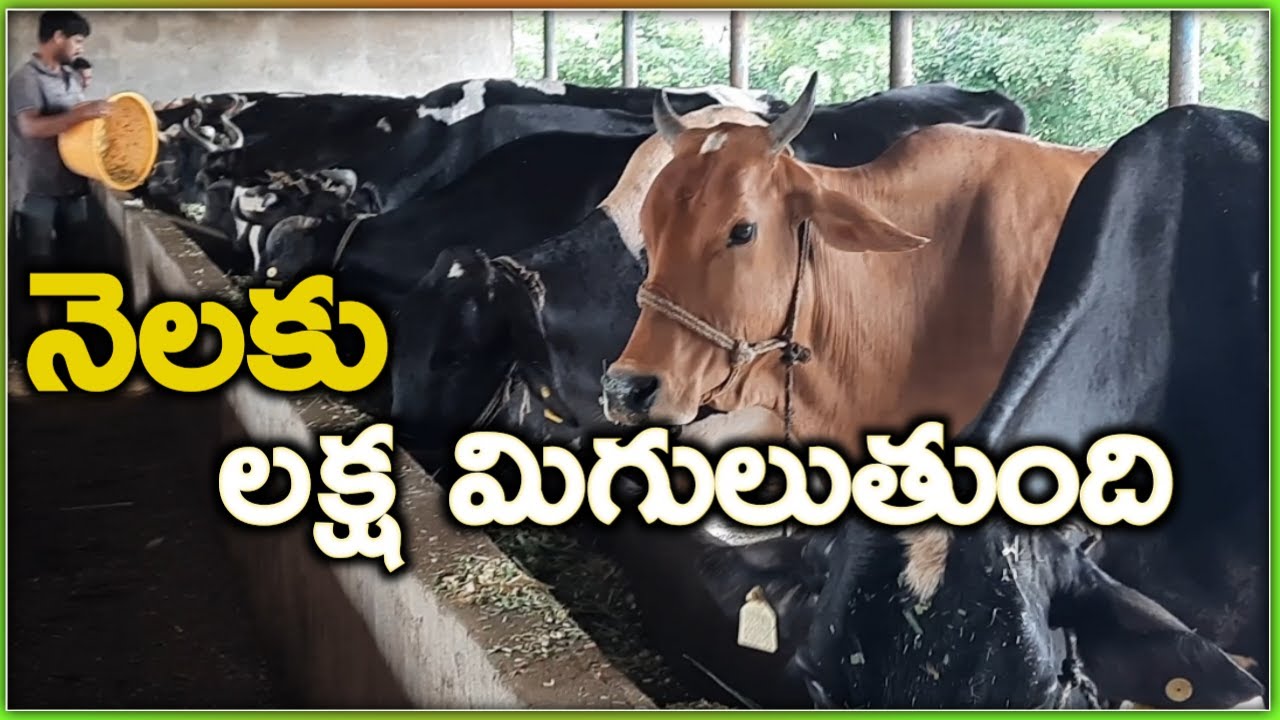 నెలకు లక్ష మిగులుతుంది|young farmer venkat reddy dairy farm|mekaguda|mallesh adla|