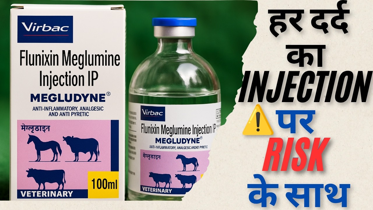 💉 Megludyne Injection Uses in Hindi | Flunixin Meglumine | हर दर्द का Injection! 🔥 पर Risk ⚠️