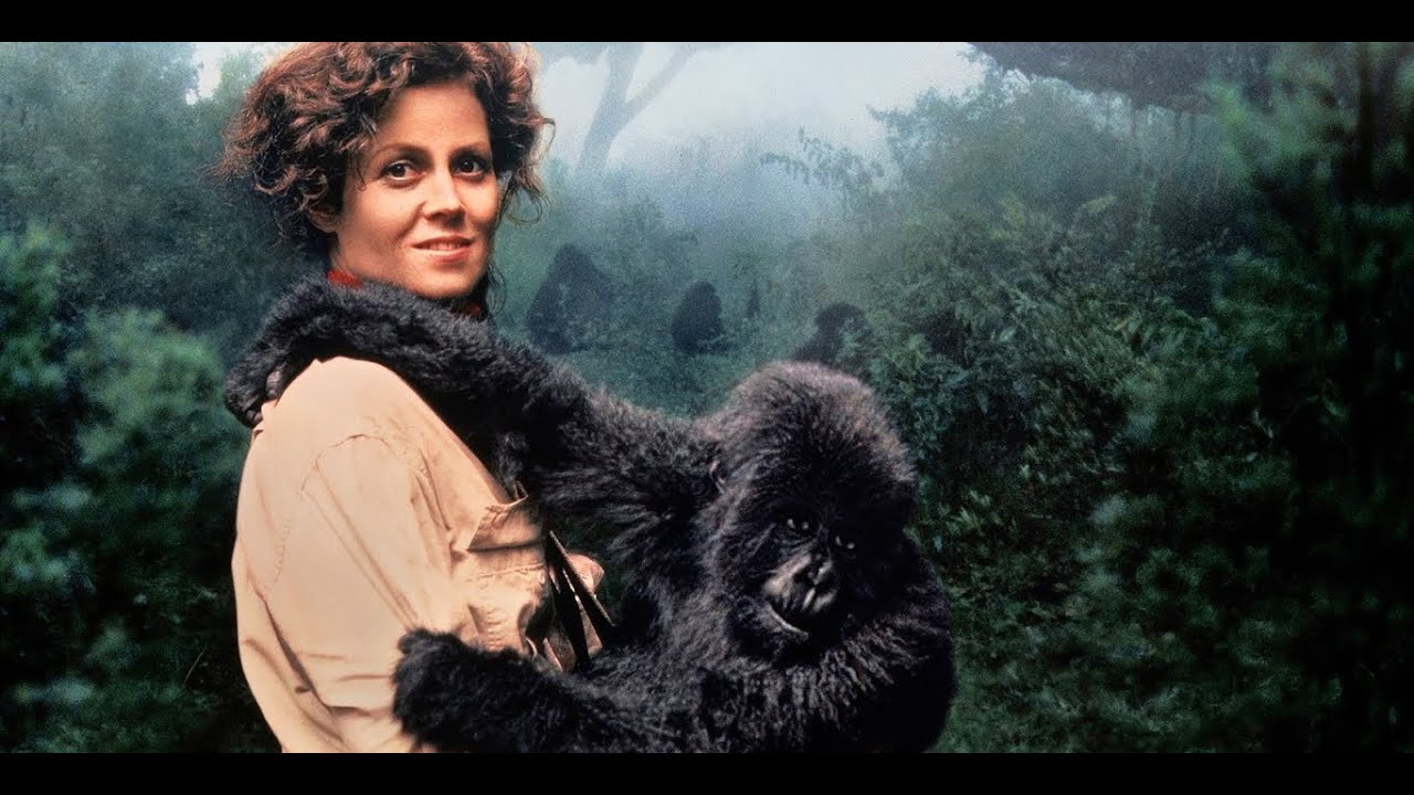 DIAN FOSSEY: la impactante historia detrás de 