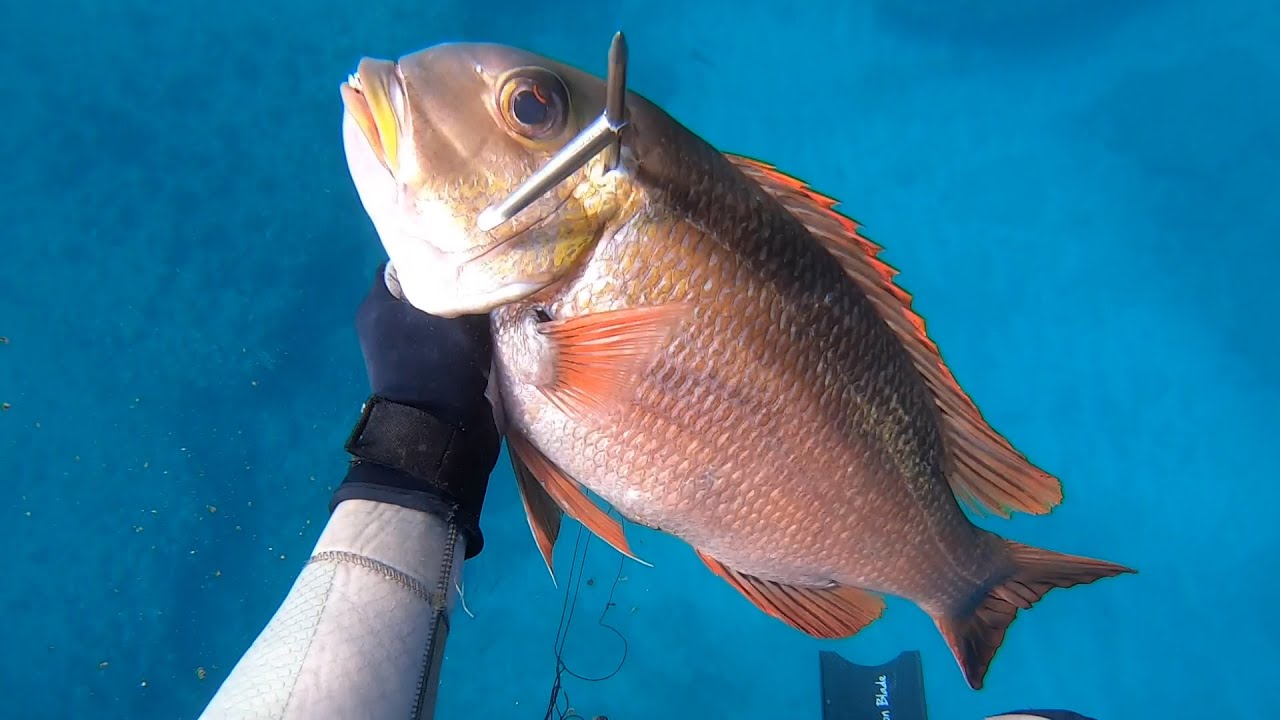 MONSTER MU SUSHI - Catch and Cook Collab w/ Zach Ing & Hunter Young!