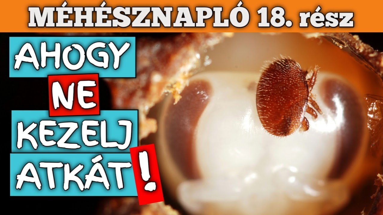 Méhésznapló #18 - Ahogy ne írts atkát