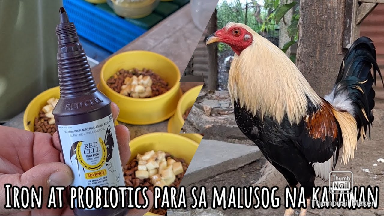 Pampa buka ng katawan ng mga alagang manok