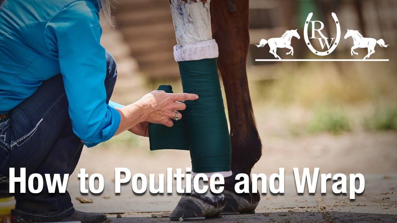 How to Poultice and Wrap a Horse Leg