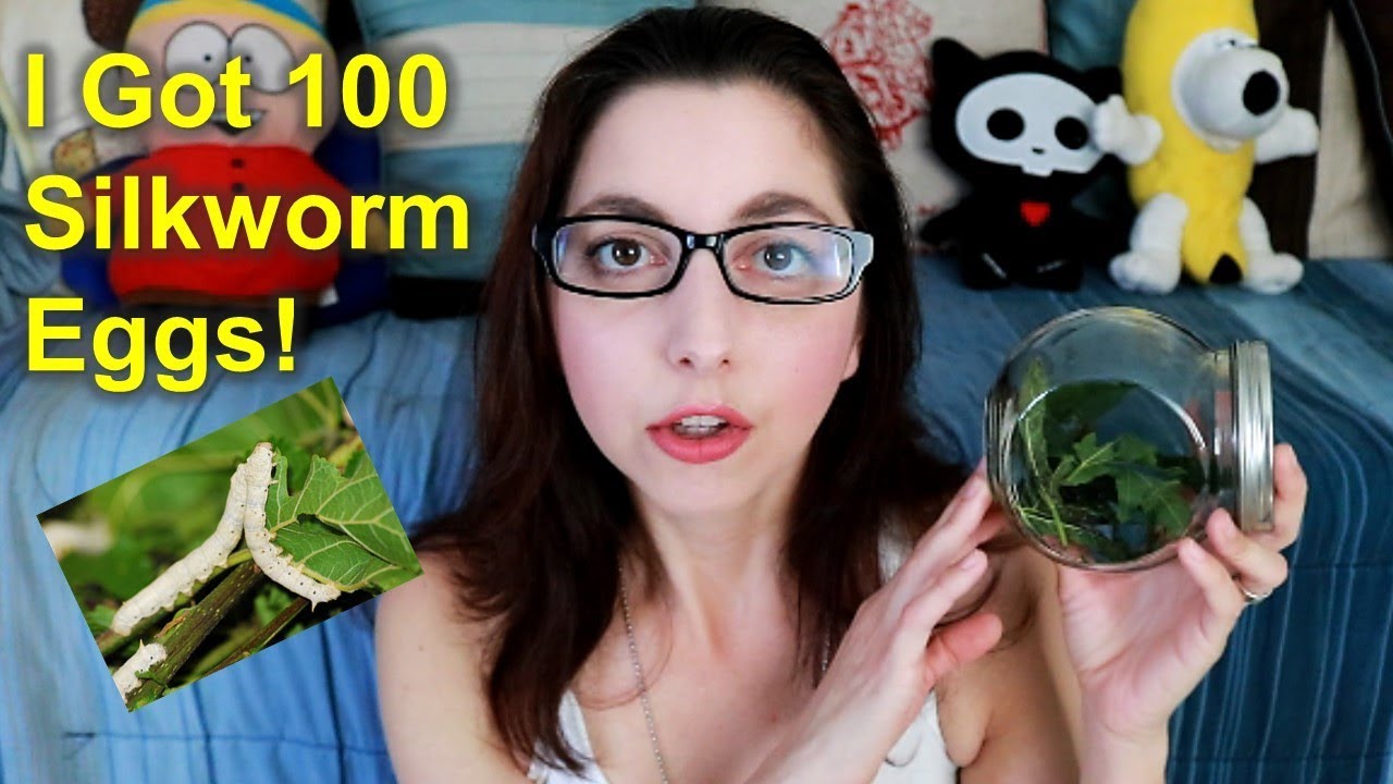 I Got 100 Silkworm Eggs, Silkworm Care And Set Up