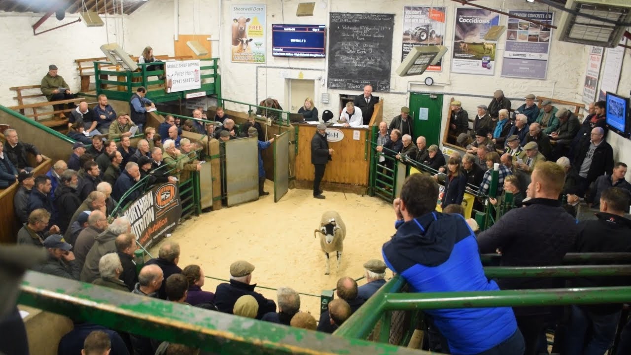 First Day Of The Tup Sales! Kirkby Stephen Old Tup And Lamb Sale 2019