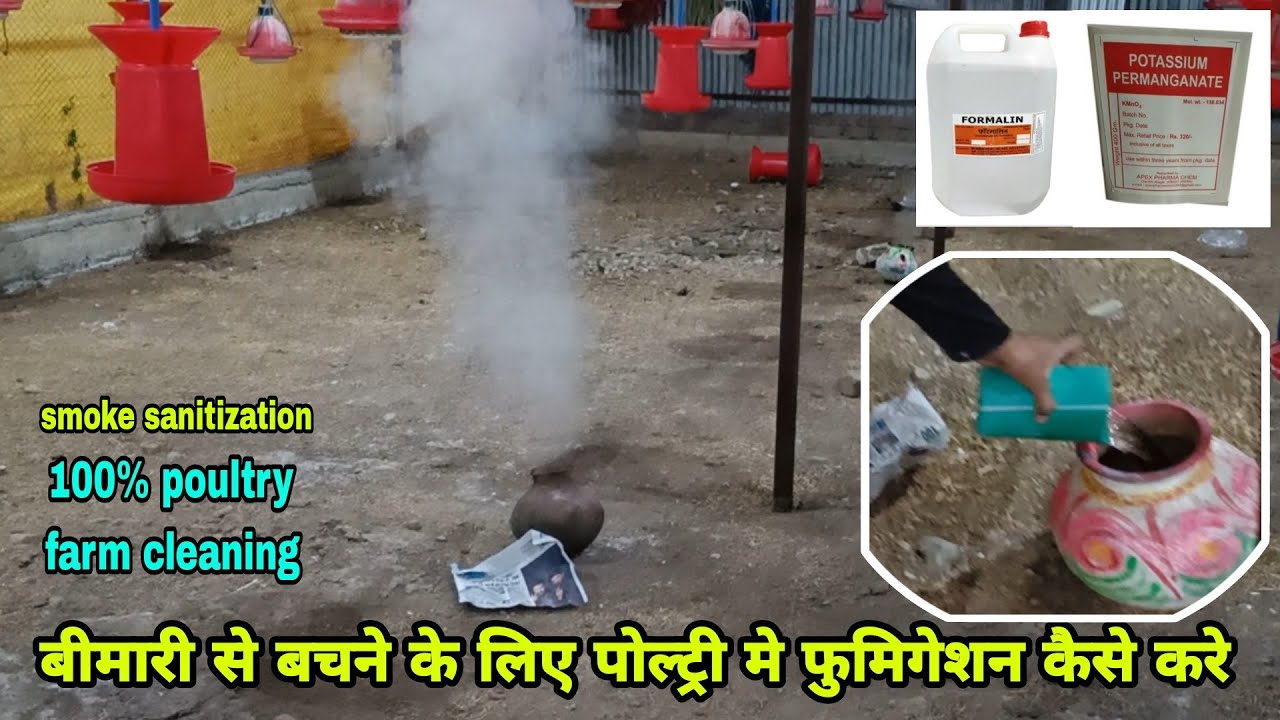 How to do fumigation in poultry farm | पोल्ट्री फार्म मे फुमिगेशन कैसे करे, बीमारी से बचना है तो करो
