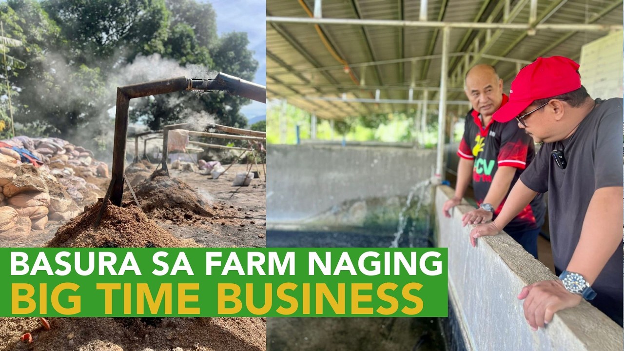 Big Time! Dahil Kailangan ng Ipa sa Hatching Egg - Nagtanim na ng Palay at Soon Rice Mill!