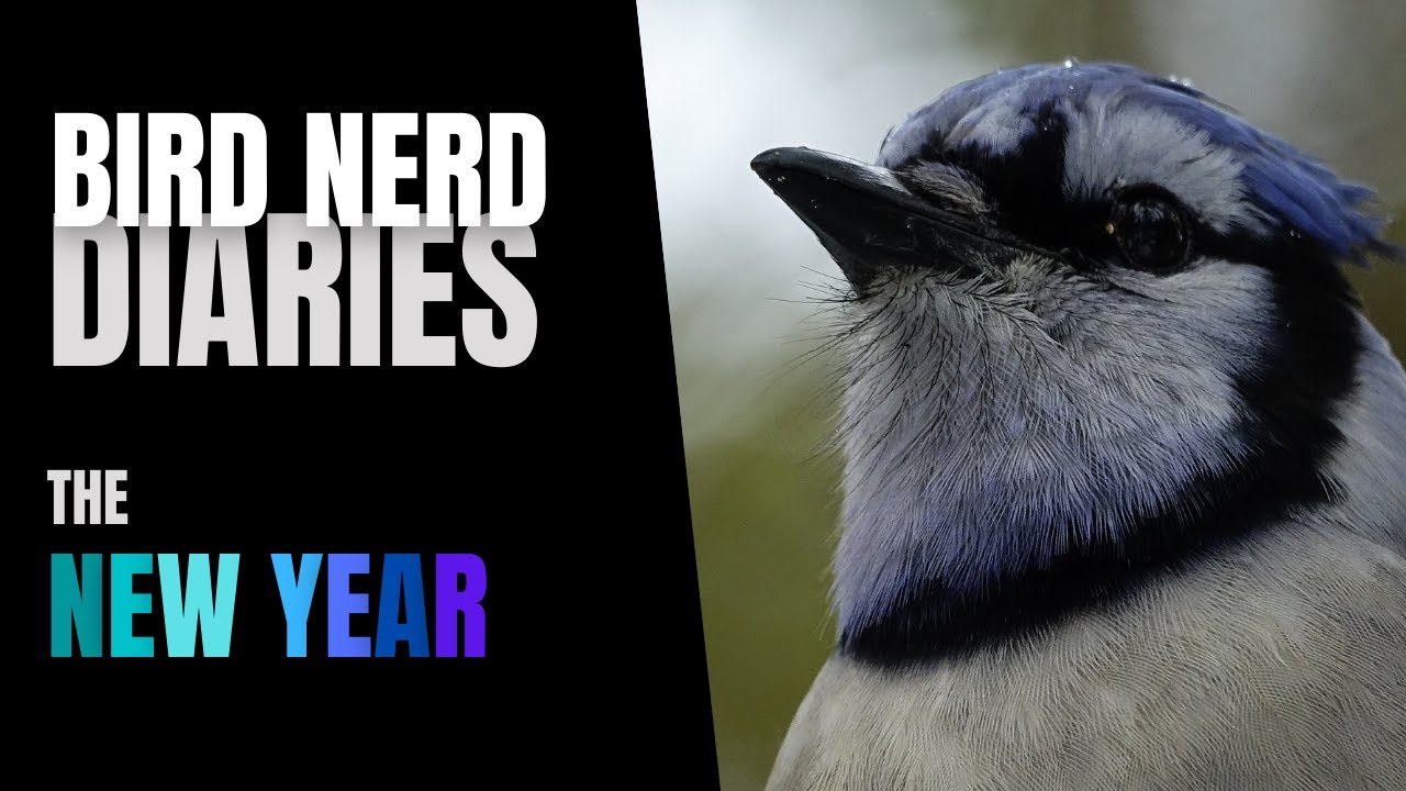The New Year | Bird Nerd Diaries