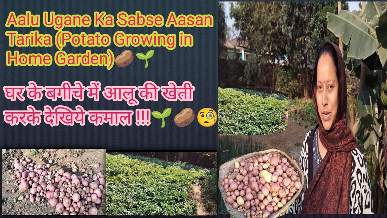 Aalu Ugane Ka Sabse Aasan Tarika (Potato Growing in Home Garden.🌱🥔)घर के बगीचे में आलू की खेती...!🧐