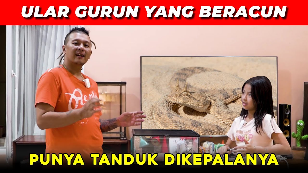 VIPER GURUN TERCANTIK || Cerastes Cerastes - Desert Horned Viper