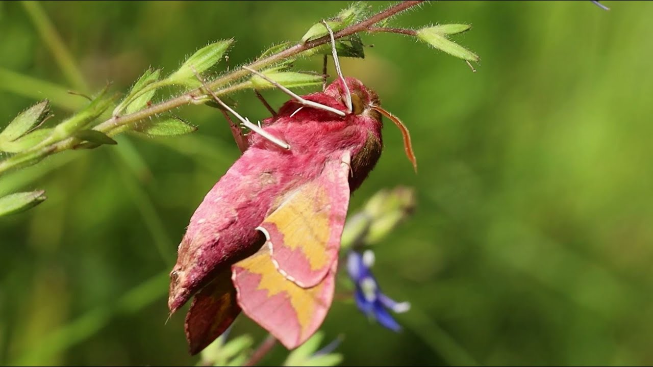 The secret life of moths - what's in the moth trap in Summer.