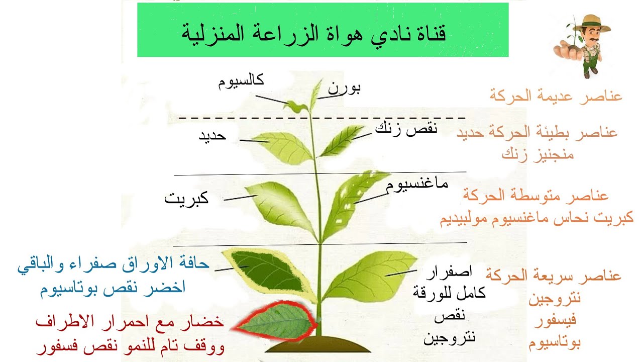 كيف تتعرف علي نقص العناصر في النبات من اول نظرة