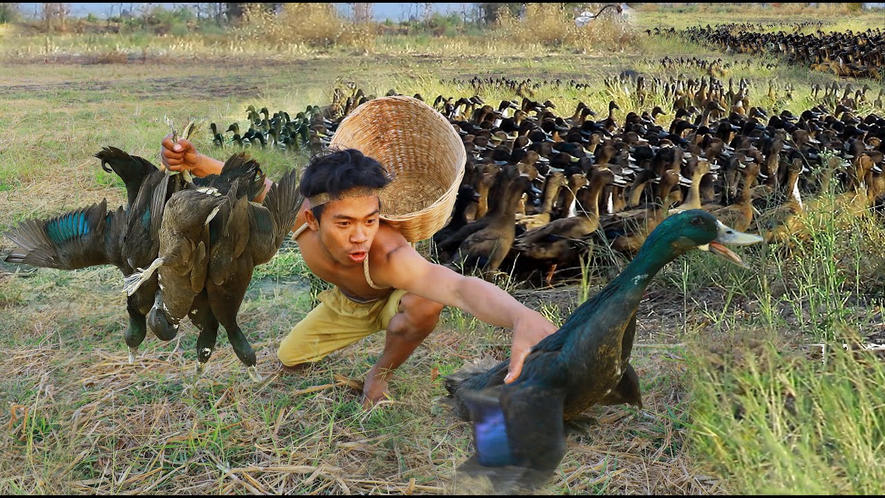 survival in the rainforest - Catch a lot of ducks - cooking end Eating delicious 1