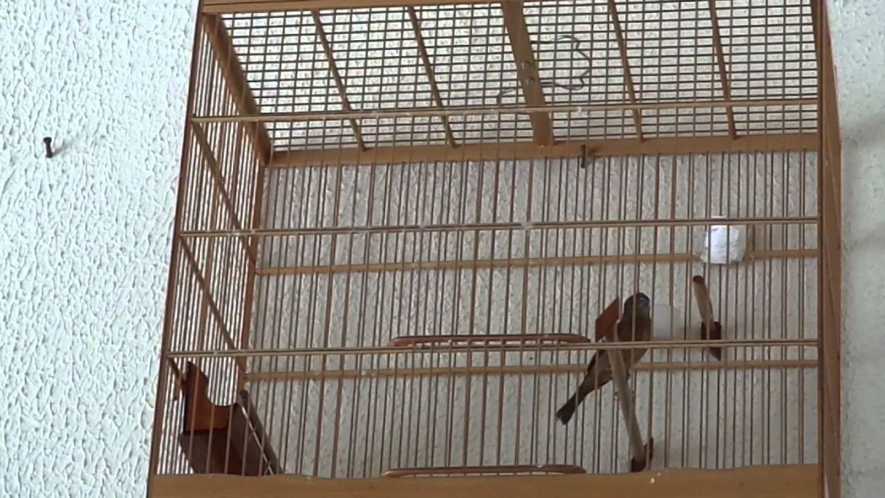 Curi&oacute; vi te teu abrindo canto s&uacute;per cl&aacute;ssico