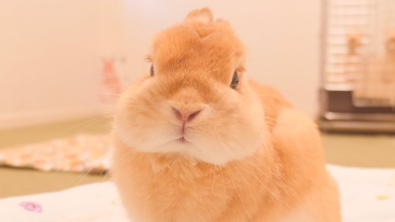 慌てて外出したせいで鼻を膨らませながら愛想つかされた飼い主の末路が悲惨でした【No.743】