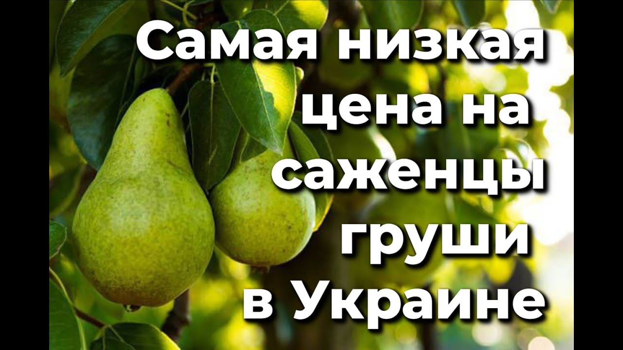 Самая низкая цена на саженцы груши в Украине