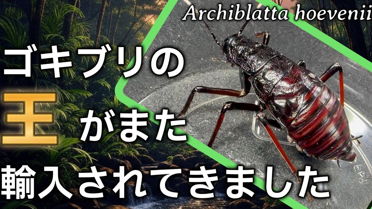 ついにゴキブリの王が日本に再来日しました…！！