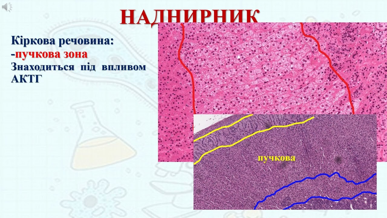 Гістологічна будова наднирника