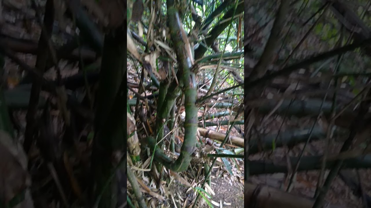 bambu unik alami asli