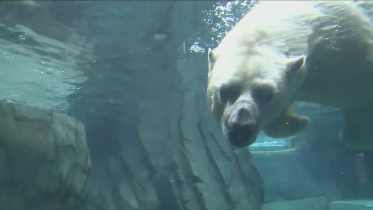 Saint Louis Zoo exchanges resident polar bear for twins