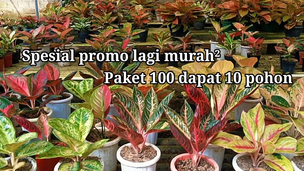 Aglonema cantik² 100k dapat 10#tanamanhias