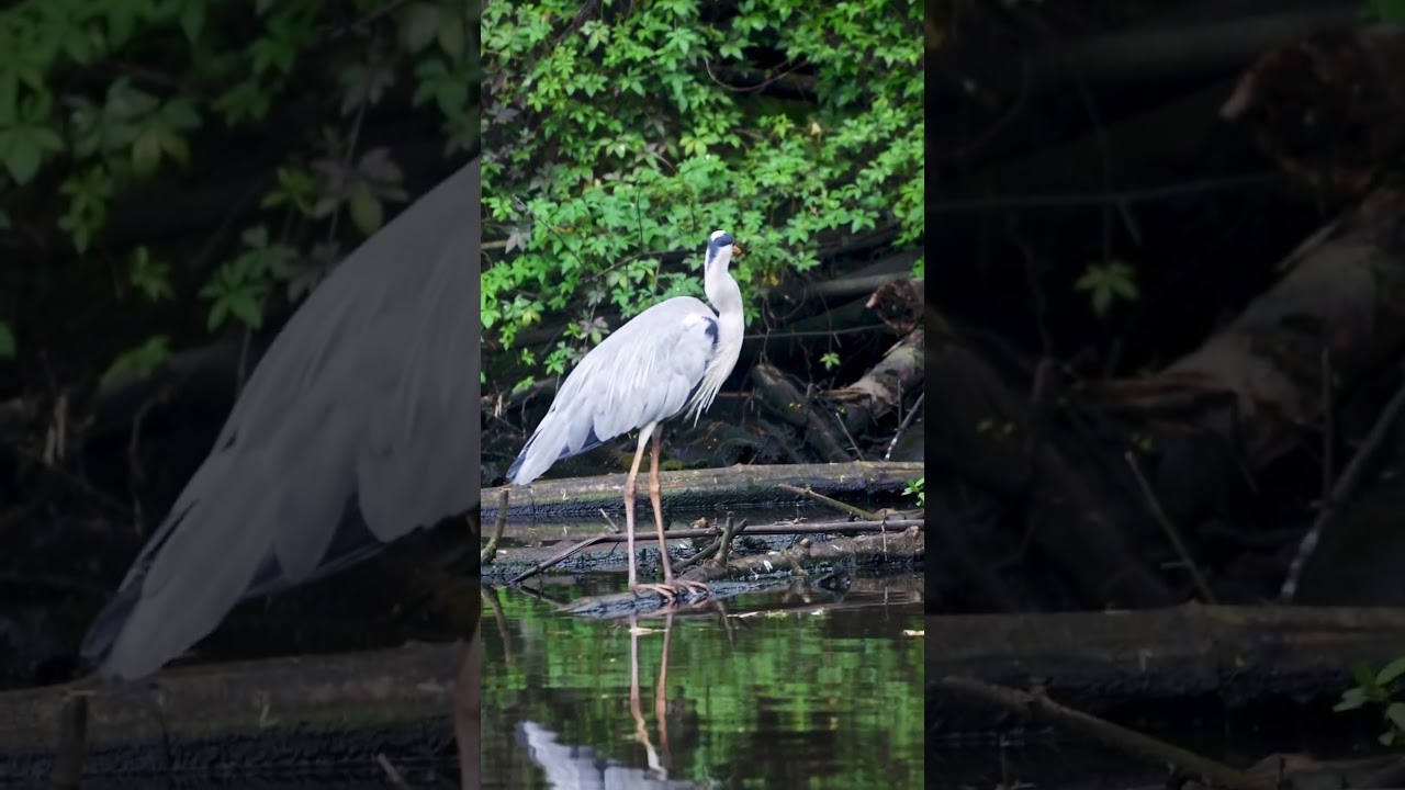 #shorts #photography #nature #birdsplanet #wildlifeindia #india