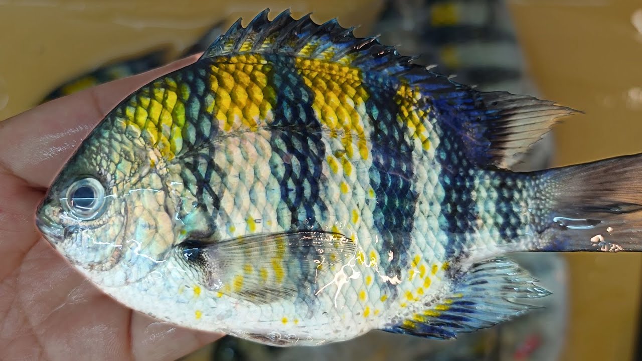 看潛水影片常出現雀鯛 生魚片好吃嗎?