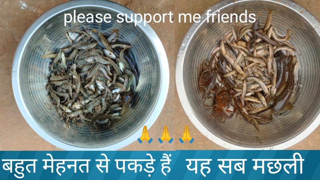 Unlimited adventurous fishing video! खतरनाक वाला मछली पकड़ने का वीडियो!#8failvloger #fishing 🦈🎣🎣