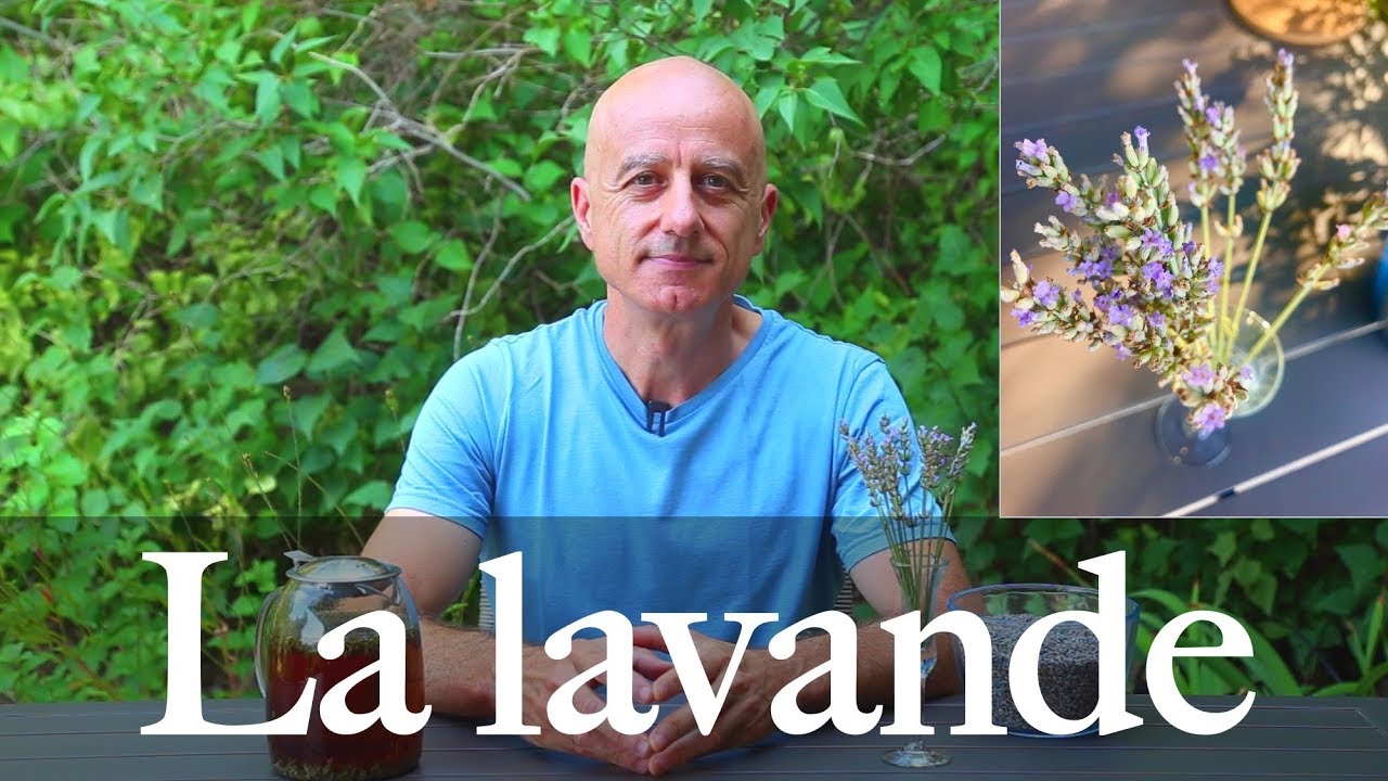 Lavande (Lavandula angustifolia) : calmante et tonifiante