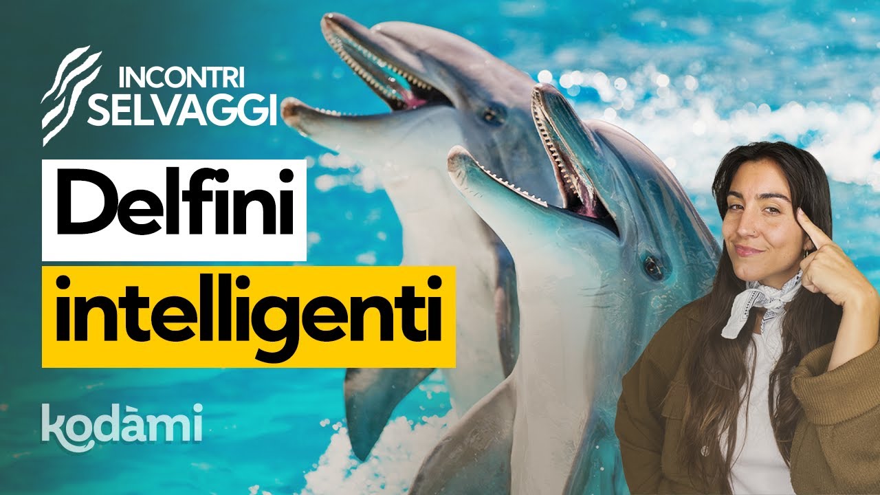 I delfini sono davvero intelligenti? Come fanno questi mammiferi a vivere in acqua
