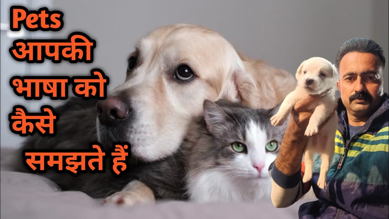 How Pets Understand Human Feelings? 