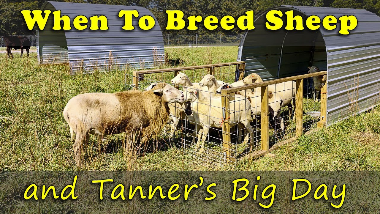 The Best Time to Breed Sheep (and Why It Matters)