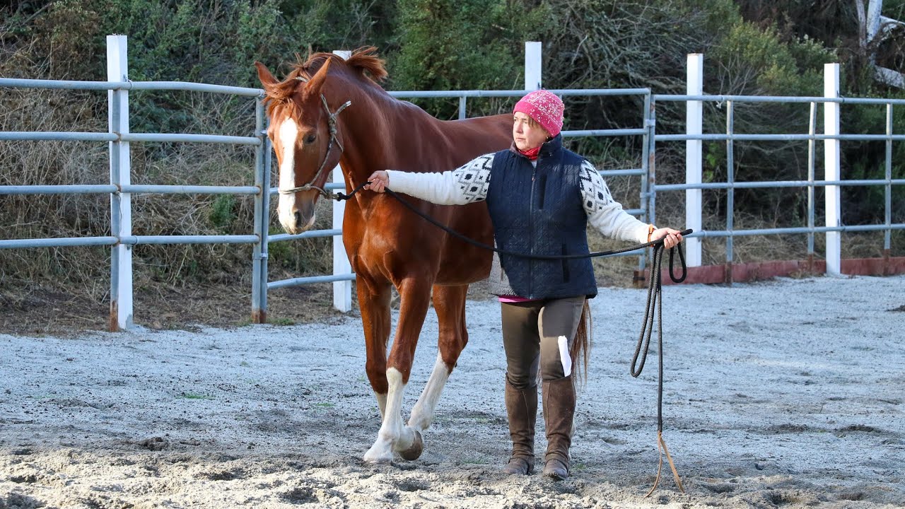 Are You Making Your Horse More Anxious?
